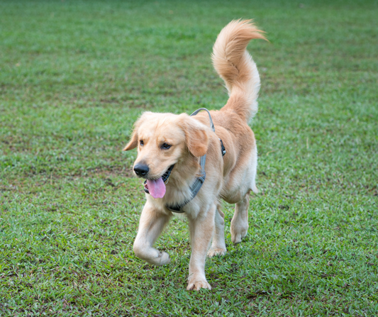 Canine body language