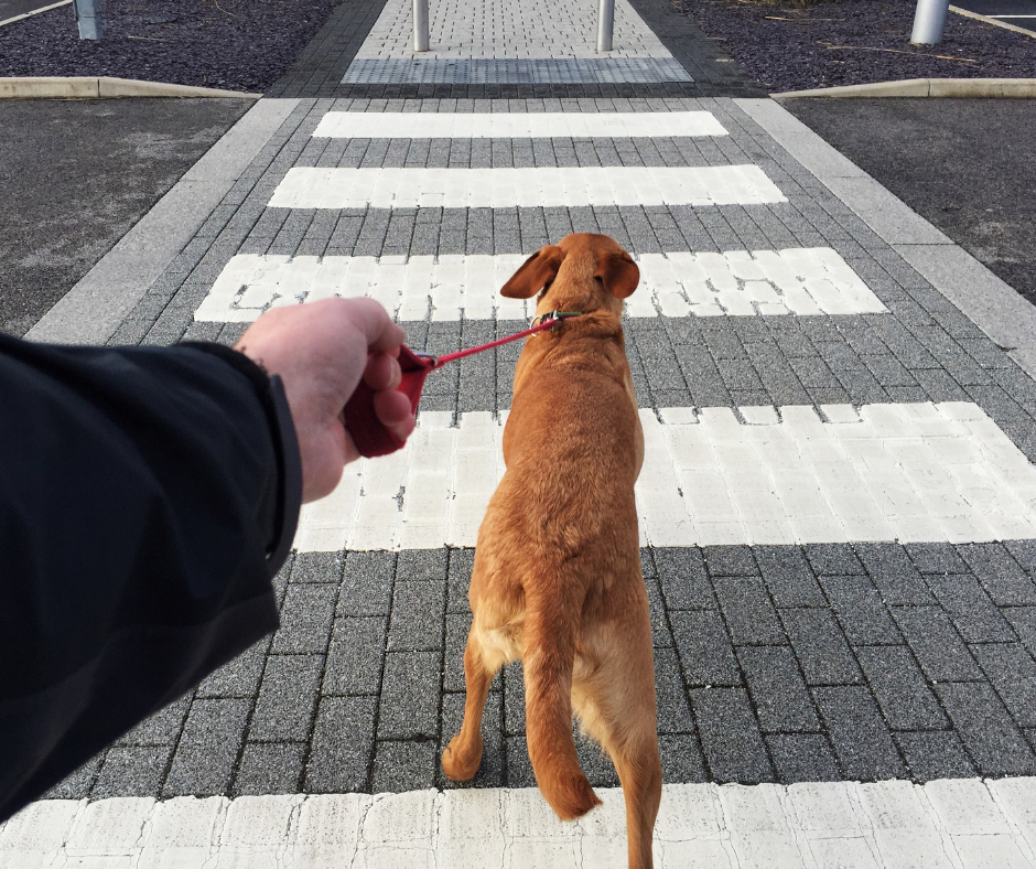 How to Prevent Dog Leash Pulling Team K9