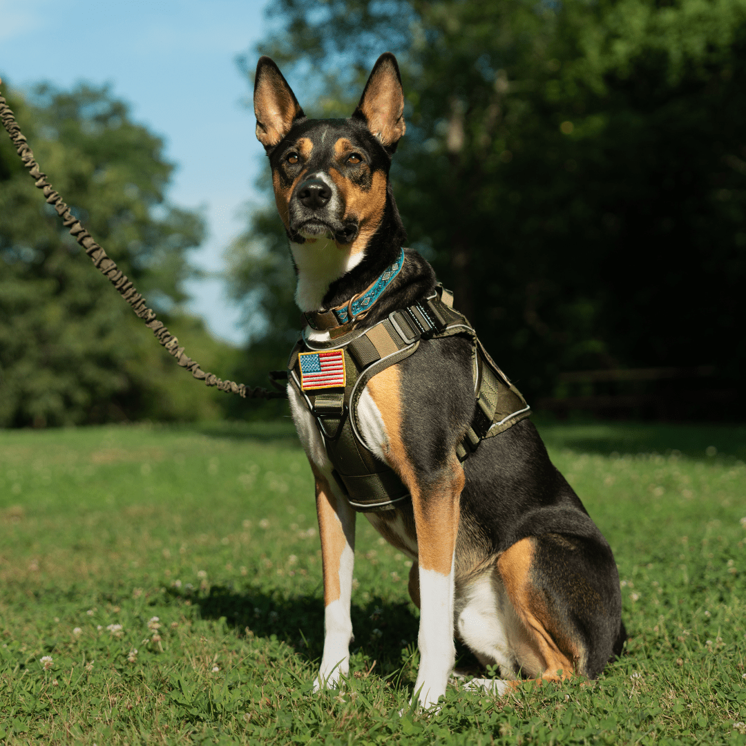 Dog Harnesses, Leashes & Collars – Team K9