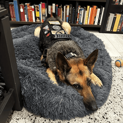 Dog Beds & Loungers