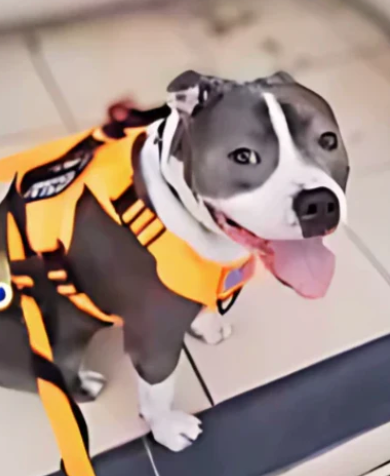 Tomas the American Staffordshire Terrier