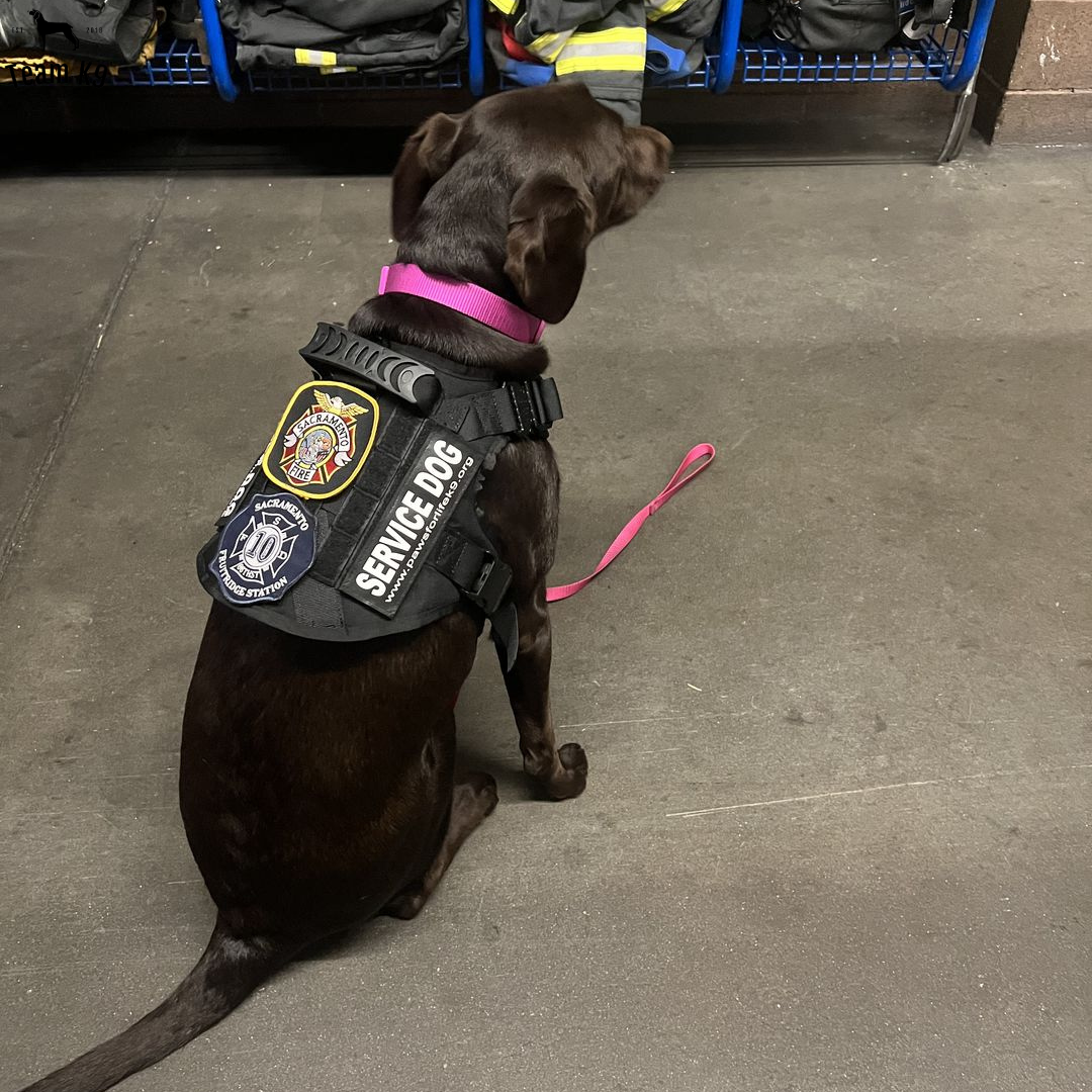 NEW Upgraded Heavy-Duty Tactical No-Pull Team K9™ Dog Harness With Front & Back D-Rings, Quick-Release Metal-Buckles, Hook & Loop Panels, & Top Handle