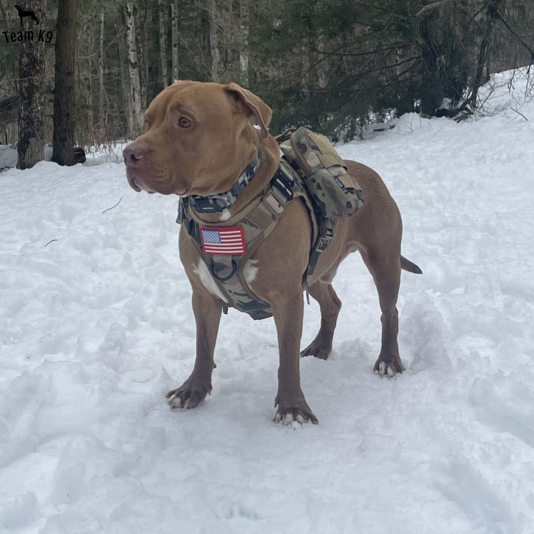 NEW Upgraded Heavy-Duty Tactical No-Pull Team K9™ Dog Harness With Front & Back D-Rings, Quick-Release Metal-Buckles, Hook & Loop Panels, & Top Handle
