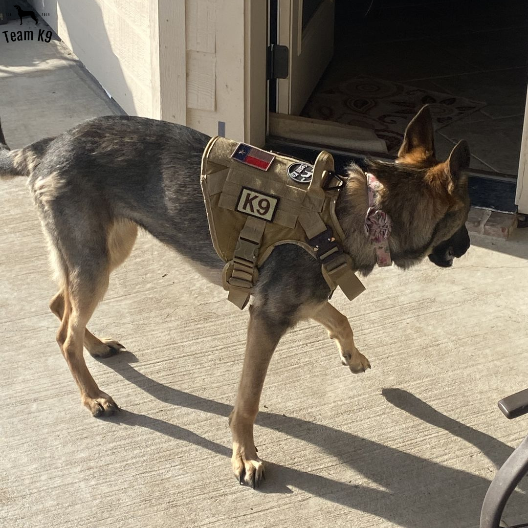 NEW Upgraded Heavy-Duty Tactical No-Pull Team K9™ Dog Harness With Front & Back D-Rings, Quick-Release Metal-Buckles, Hook & Loop Panels, & Top Handle