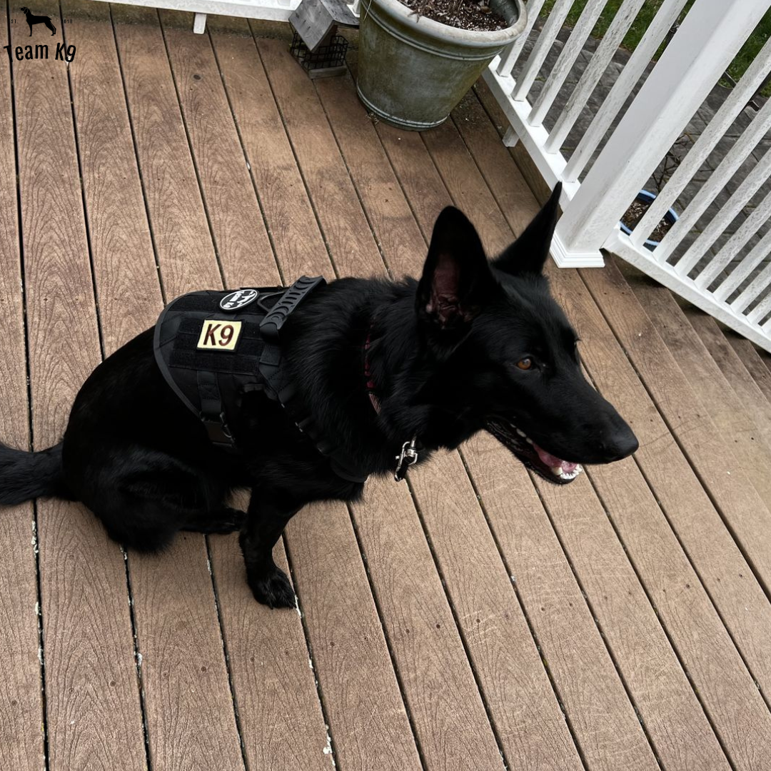 NEW Upgraded Heavy-Duty Tactical No-Pull Team K9™ Dog Harness With Front & Back D-Rings, Quick-Release Metal-Buckles, Hook & Loop Panels, & Top Handle