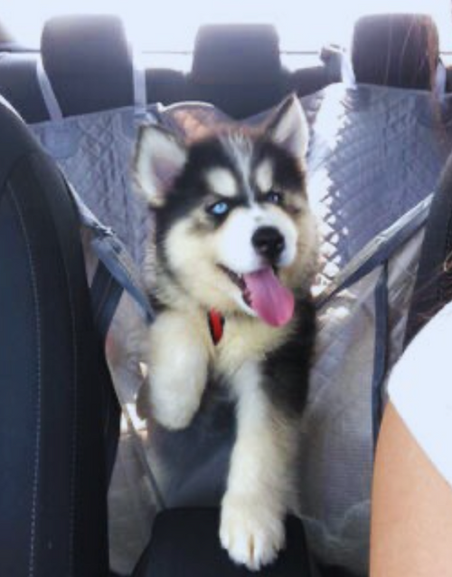 Zeus the Husky
