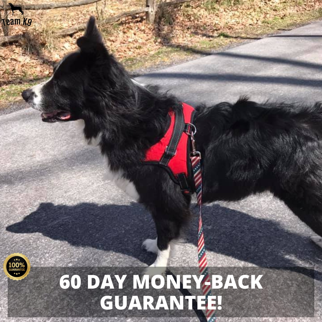 Classic Adjustable No-Choke Dog Safety Harness