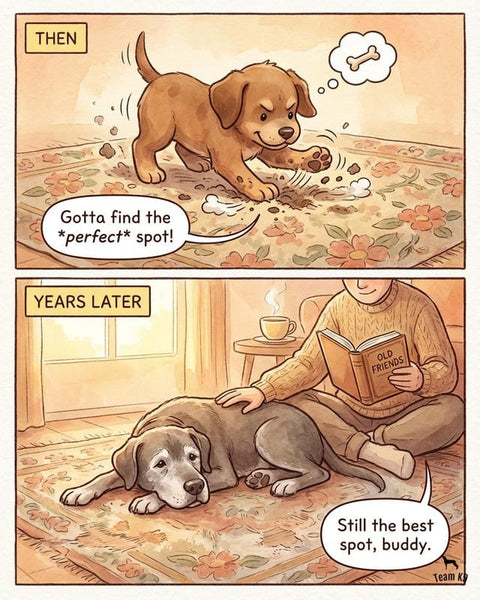 Comic: a puppy circles a rug looking for the perfect spot. Years later, the old dog lies beside his person: still the best spot.