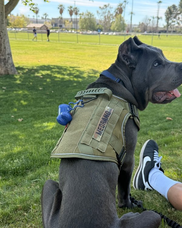 A Cane Corso in an Olive Drab Green Team K9 harness