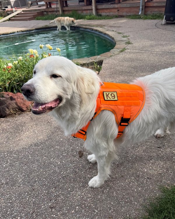 A Great Pyrenees in a Blaze Orange Team K9 harness