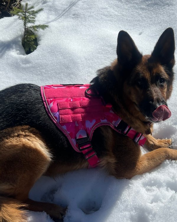 A German Shepherd in a Pink Camo Team K9 harness in the snow