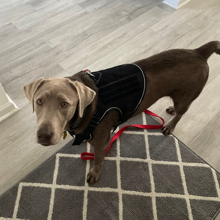 An 83 lb Silver Lab in a Large K9 Black Team K9 harness