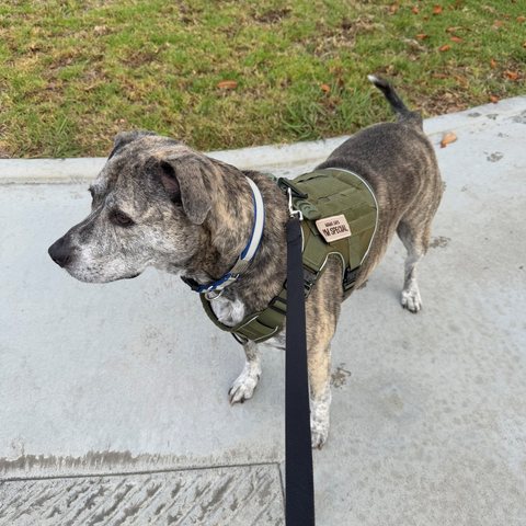 Customer photo from Kim S.: Bosco in a Medium Team K9 harness