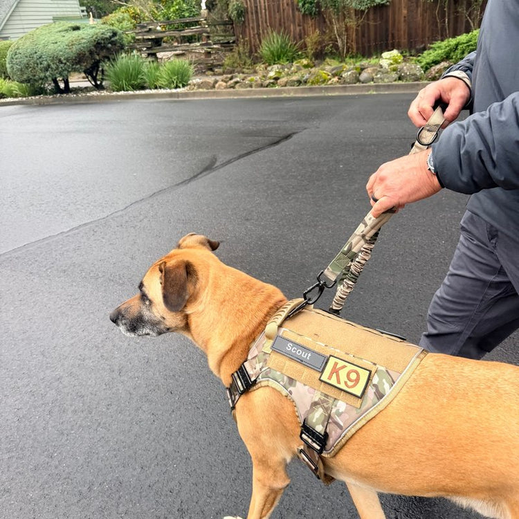 Scout in a MultiCam Team K9 harness on the matching bungee leash