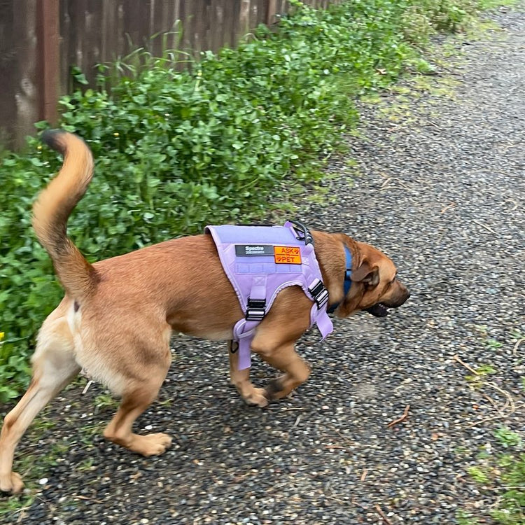 Spectre out walking in a Lavender Team K9 harness