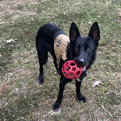 Customer photo from Sheri W.: Judah, a German Shepherd, in a Large Desert Brown Team K9 Classic harness