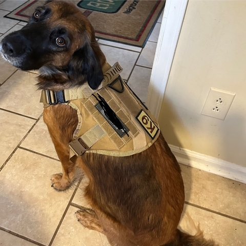 Customer photo from Marvin F.: a 60 lb dog in a Medium Desert Brown Team K9 Classic harness