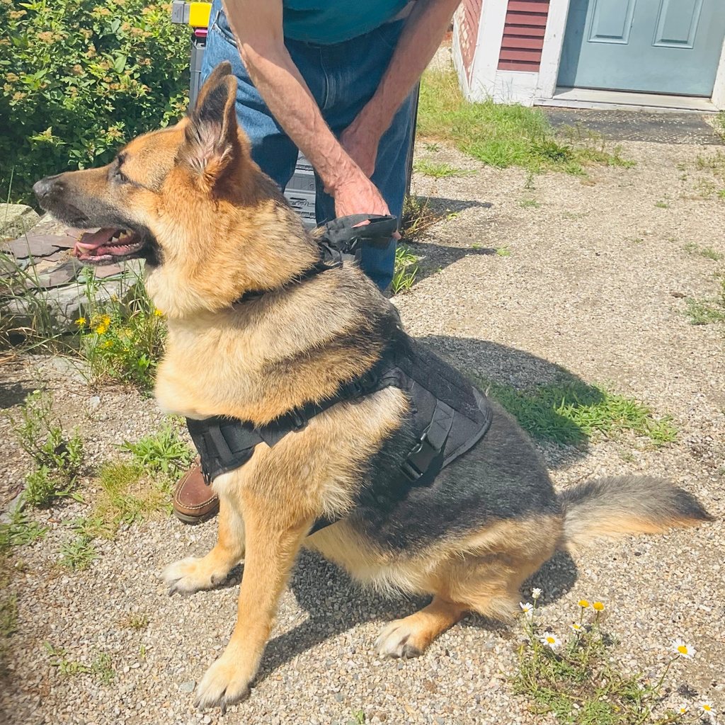 Customer photo from Heather C.: a German Shepherd sitting in a K9 Black Team K9 Classic harness