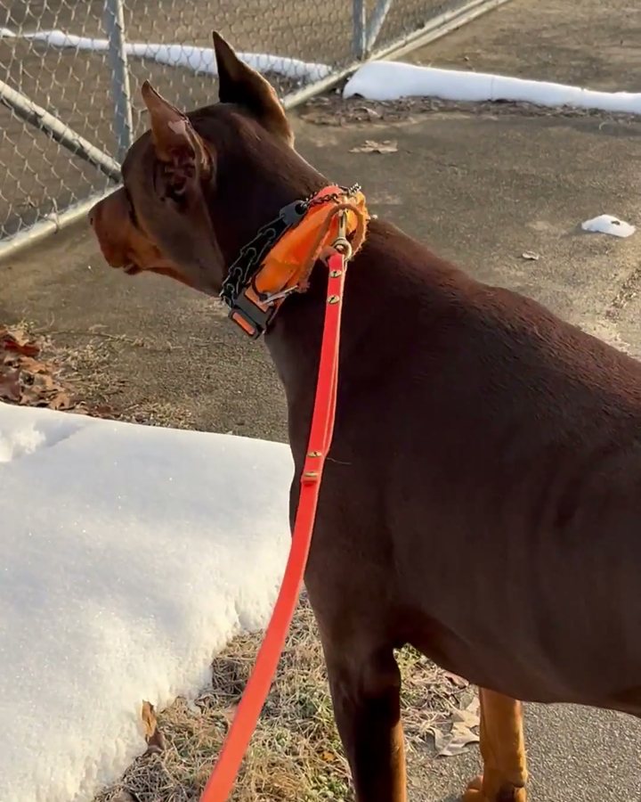 Doberman in a Blaze Orange Team K9 tactical collar on a walk