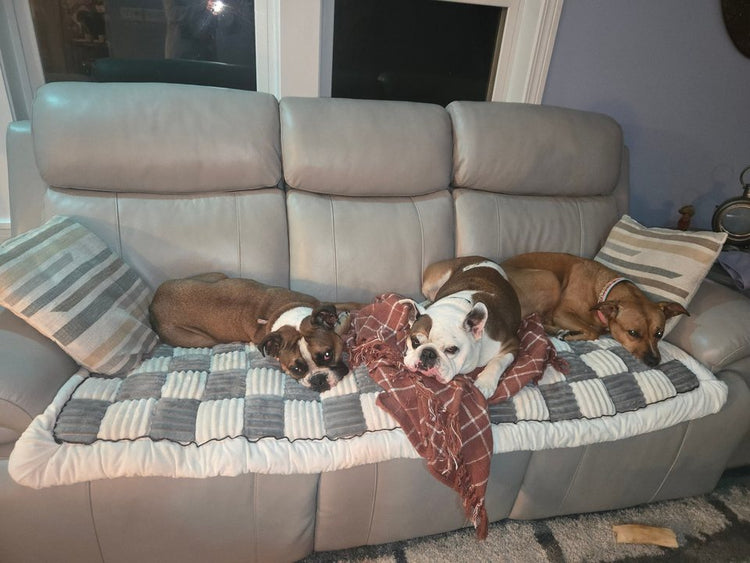 Three dogs lying on a Gray Team K9 couch cover on a gray sofa