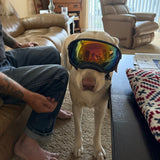 Customer photo from Joan G.: her Lab wearing Team K9 Dog Goggles