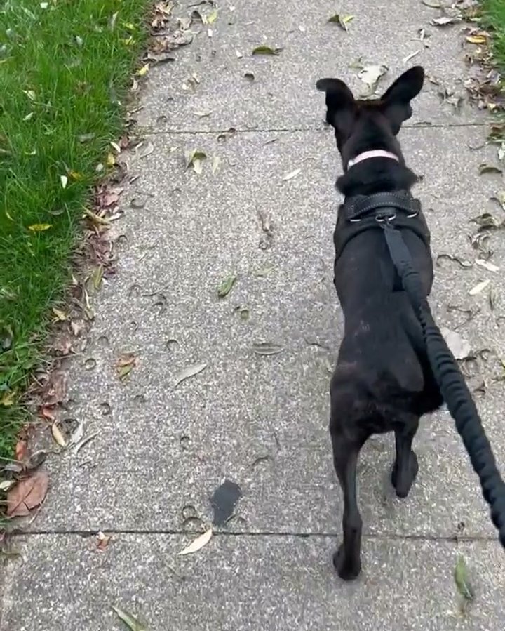 Black dog walking ahead on a sidewalk on a black Team K9 bungee leash