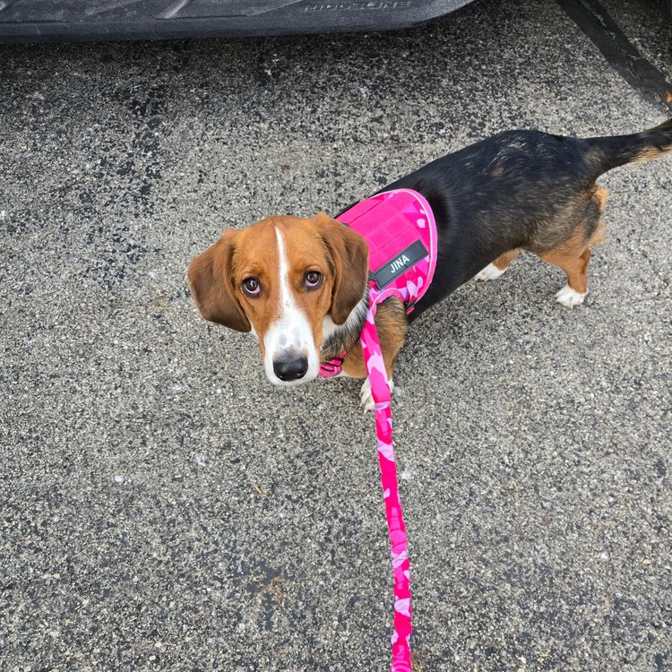 Beagle in a Pink Camo Team K9 tactical harness on a Pink Camo bungee leash
