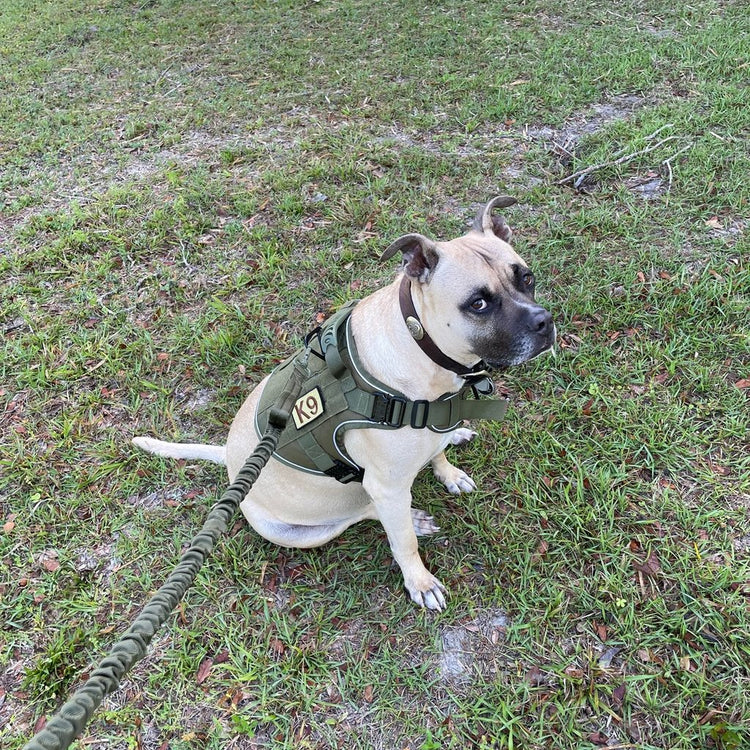 Dog in Olive Drab Green Team K9 gear on an Olive Drab Green bungee leash