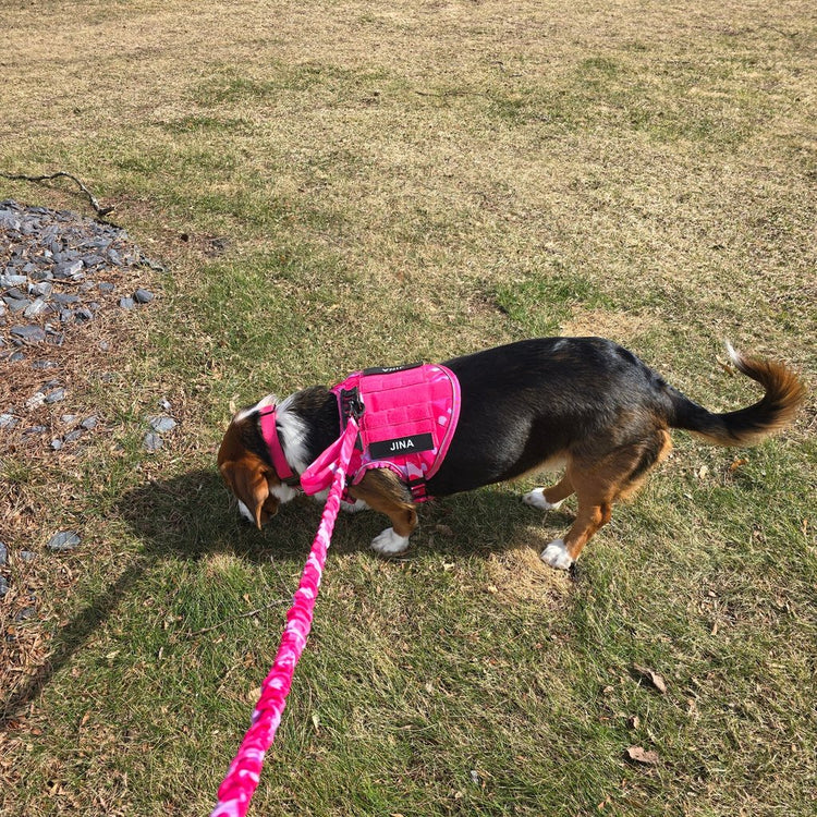 Beagle on a Pink Camo Team K9 bungee leash