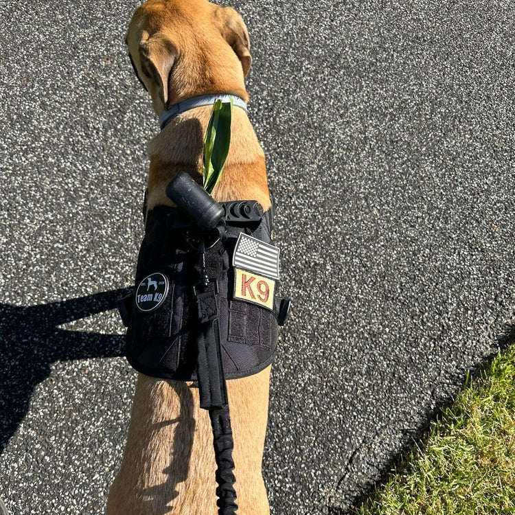 Dog on a black Team K9 bungee leash, from the walker's side