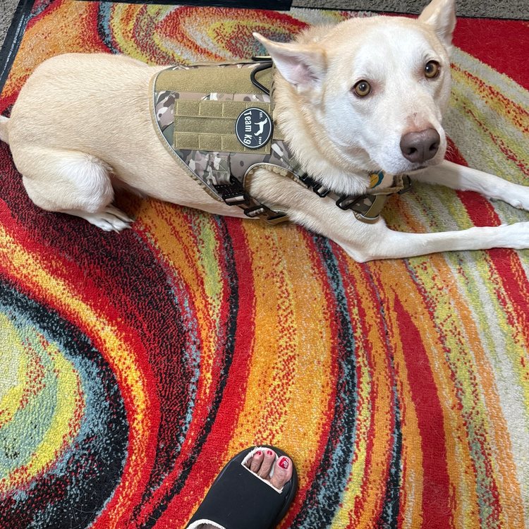 Dog in a MultiCam Team K9 tactical harness with a K9 patch and the Team K9 logo patch, lying on a rug