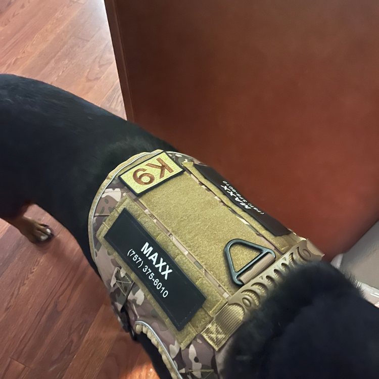 Dog in a MultiCam Team K9 tactical harness with a MAXX name patch and a phone number