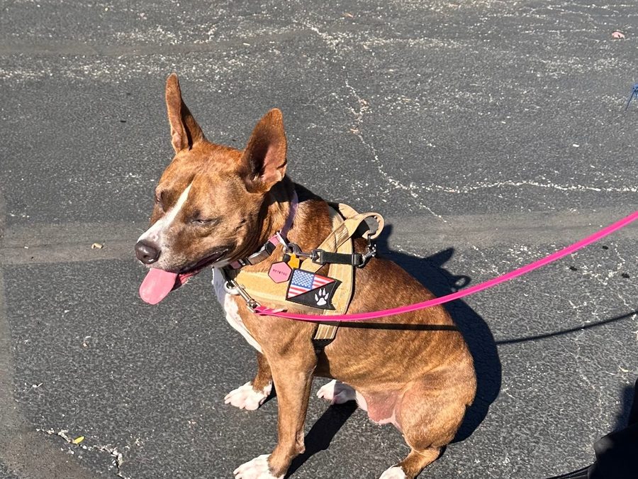 Clip the leash and go.