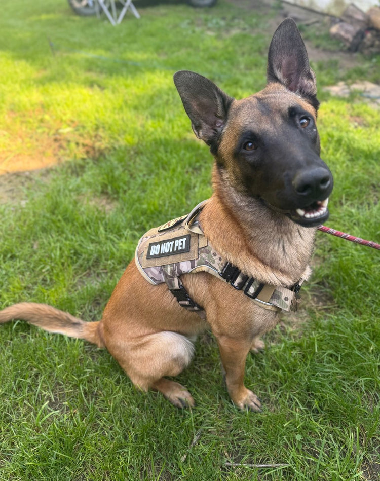 A Belgian Malinois sitting on grass in a MultiCam Team K9 Tactical harness with a DO NOT PET patch