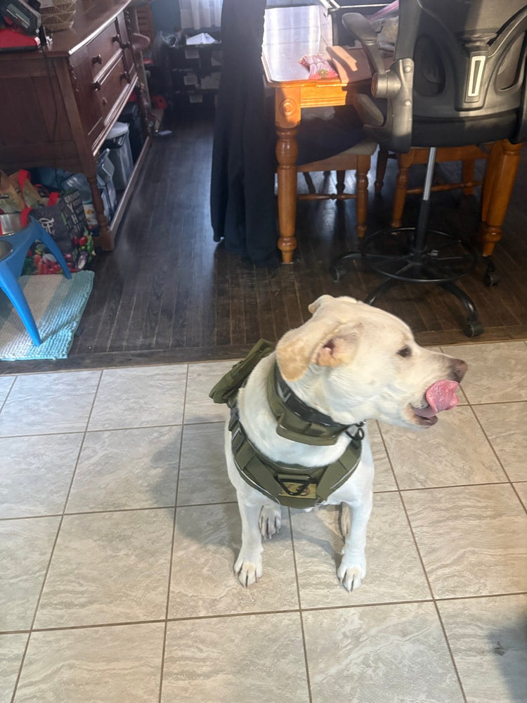 Murphy sitting in a green Team K9 harness, the leash ring at the chest