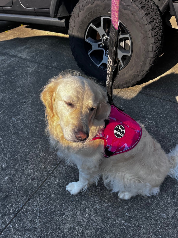 An English Cream retriever sitting in a Pink Camo Team K9 harness on a pink leash