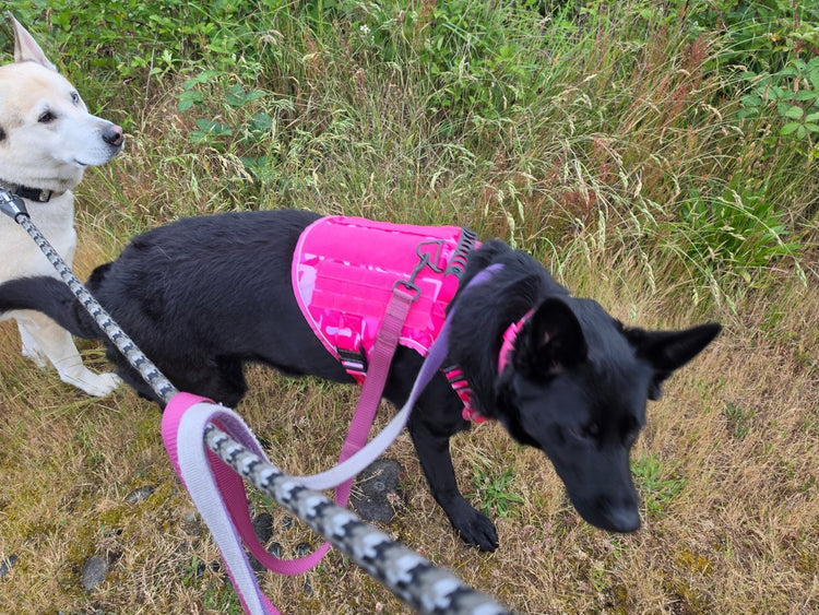 A black dog on a walk in a Pink Camo Team K9 harness