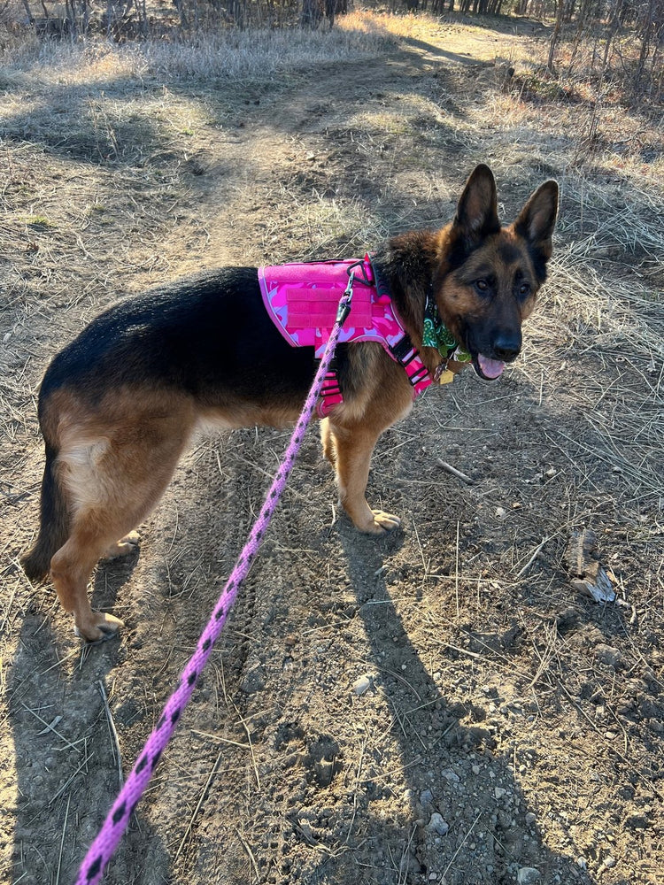 A German Shepherd on a walk in a Pink Camo Team K9 harness