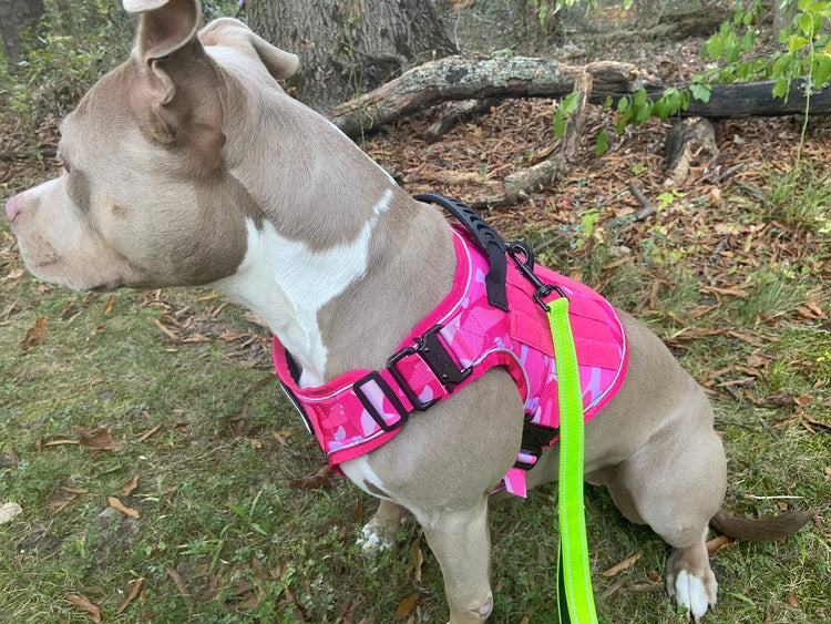 A pit bull in a Pink Camo Team K9 harness with the leash clipped on