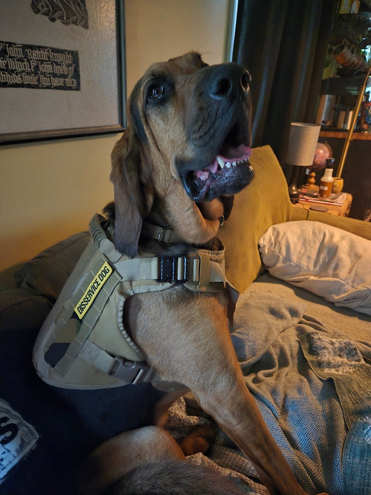 Zachary B.'s bloodhound sitting up on a couch in a tan Team K9 Classic harness