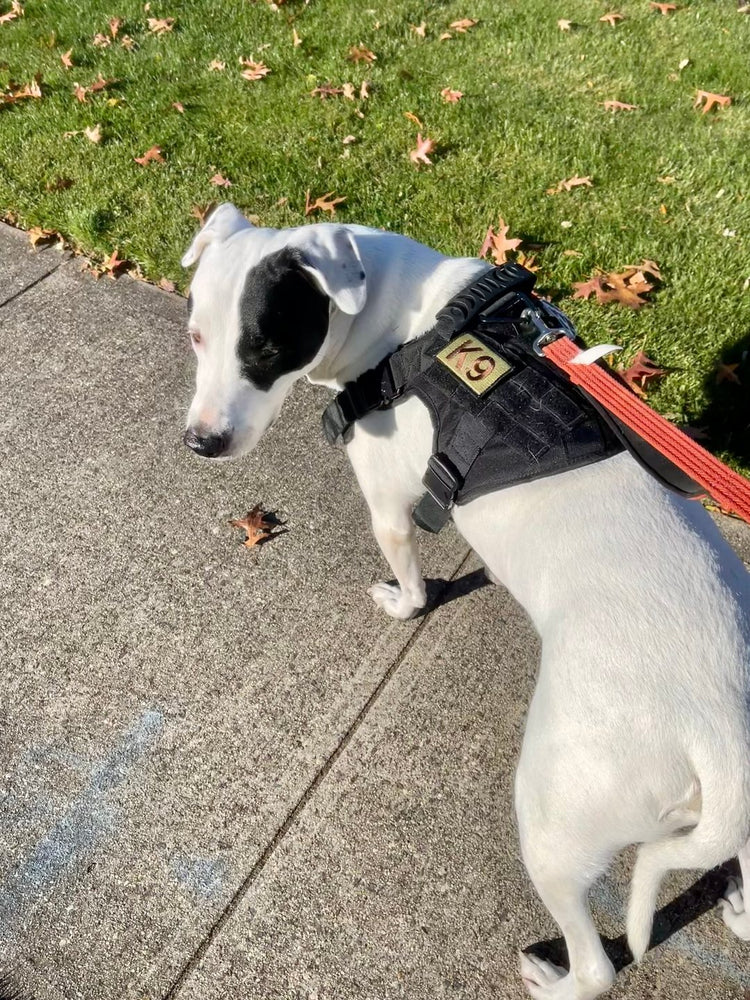 Gerry G.'s white and black dog on a sidewalk walk in a K9 Black Team K9 Classic harness, on a red leash