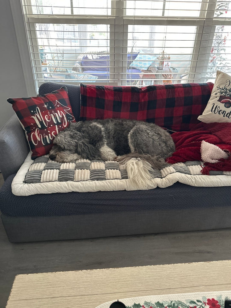 Gunner, a gray and white shaggy dog, curled up on a gray and white Team K9 couch cover