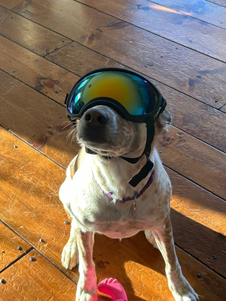 Dory, a white and tan dog, sitting on a wood floor in Team K9 Dog Goggles with a mirrored lens