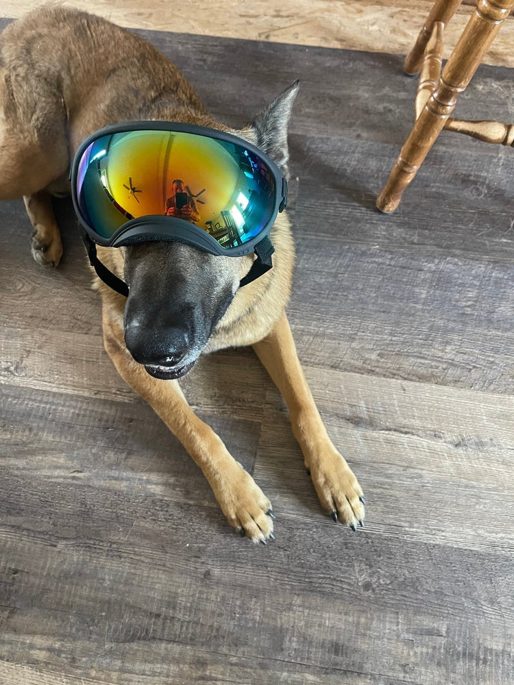 A Belgian Malinois lying on a wood floor in Team K9 Dog Goggles
