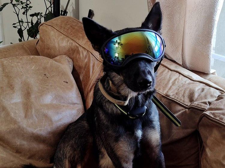 Sir Leon, a black shepherd, sitting on a leather couch in Team K9 Dog Goggles