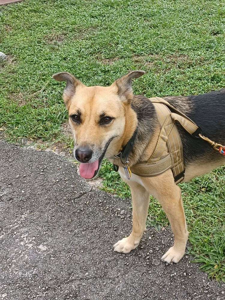 Maddie, a tan and black shepherd mix, standing on grass in a coyote-tan Team K9 Lightweight Harness with a leash clipped to the back ring