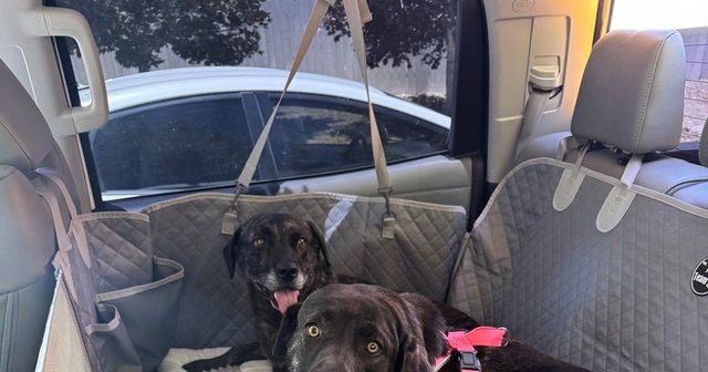 Reviewer's three dogs sharing the XL hard bottom cover