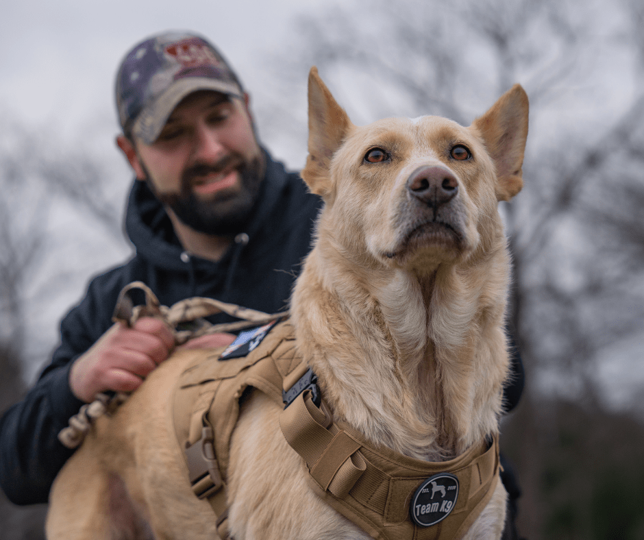 How to choose the right dog harness