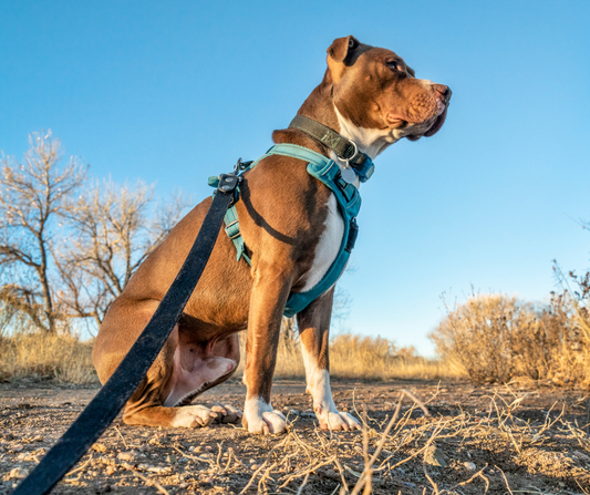 How to train your dog to use a harness