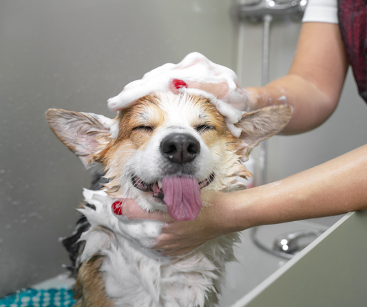 Dog grooming tips